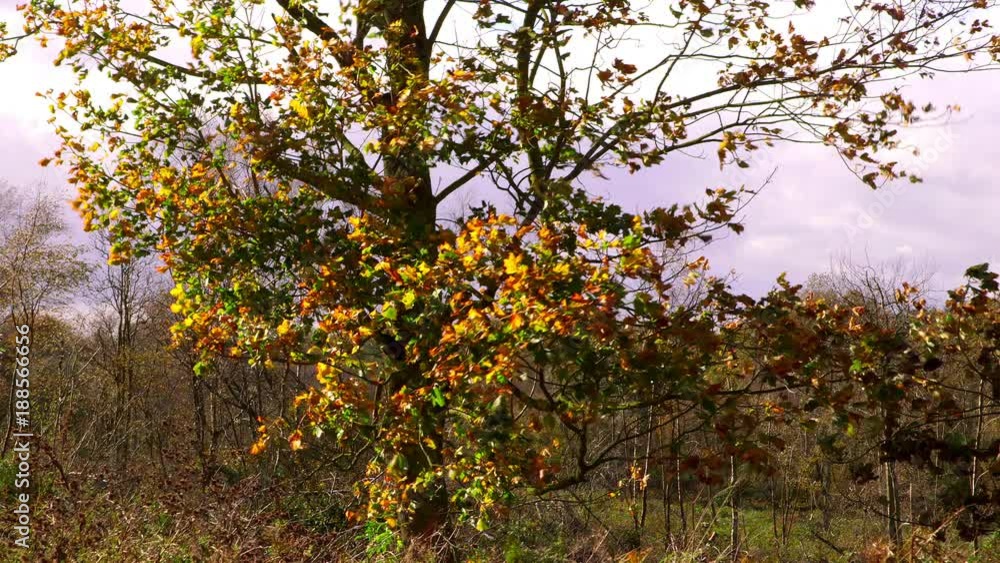 Autumn Tree Blowing In Wind; Windy Trees; Troutsdale, North Yorkshire, England Autumn Tree Blowing In Wind; Windy Trees; Troutsdale, North Yorkshire, England