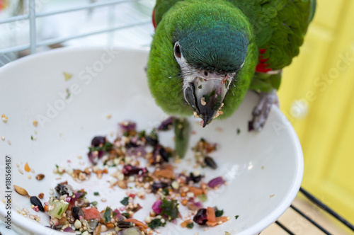 Green parrot eating healthy fresh food from a bowl. The wet food sticking to its beak. Hahns macaw (diopsittaca nobilis) also know as mini or red-shouldered macaw.