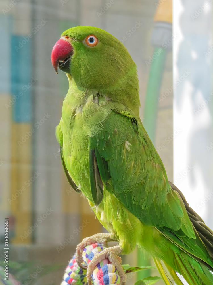 Rose-Ringed Parakeet - Big Year Birding