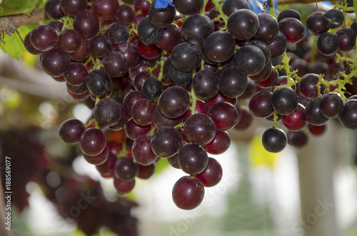Grapes in the vineyard
