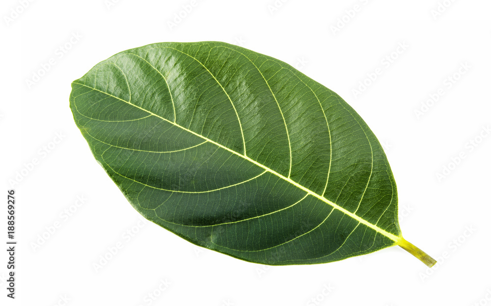 jackfruit leaf isolated on white jackfruit leaf isolated on white