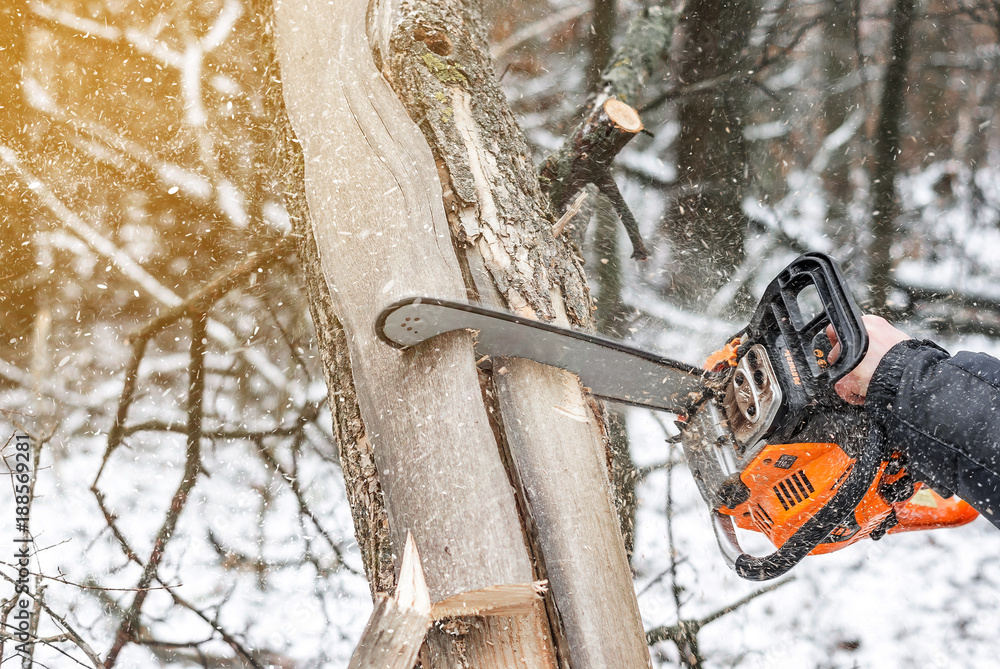 Manual chainsaw. Man hands, saws a tree in the woods in winter at sunset