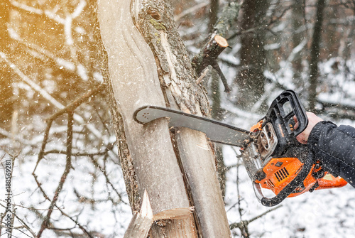 Wallpaper Mural Manual chainsaw. Man hands, saws a tree in the woods in winter at sunset Torontodigital.ca
