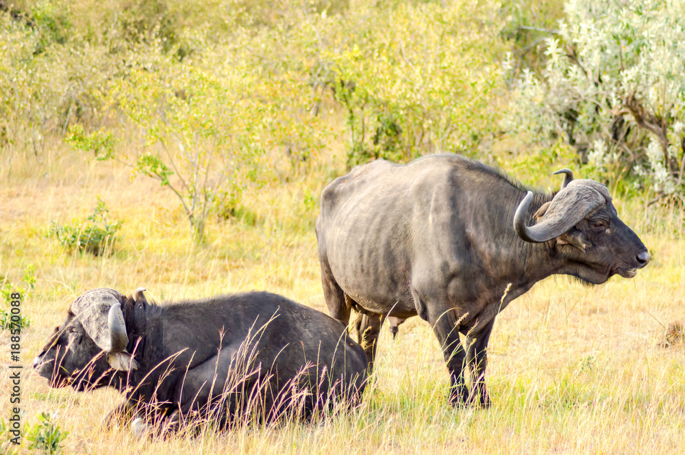 Isolated Buffalo grazing in the savannah of Maasai Mara Park in North West Kenya Isolated Buffalo grazing in the savannah of Maasai Mara Park in North West Kenya