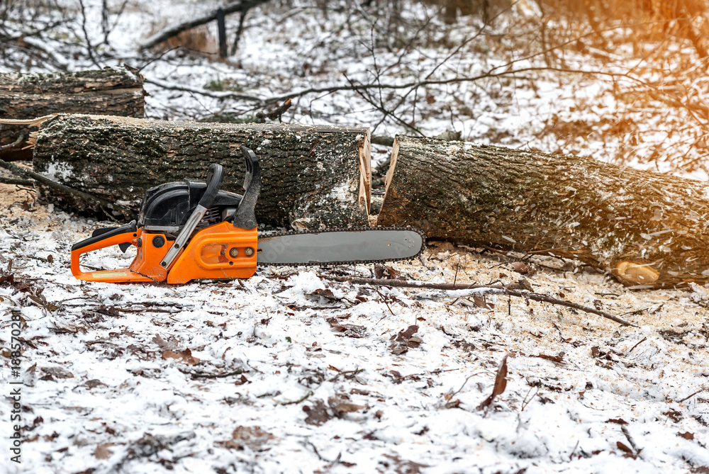Manual chainsaw. Man hands, saws a tree in the woods in winter at sunset Manual chainsaw. Man hands, saws a tree in the woods in winter at sunset