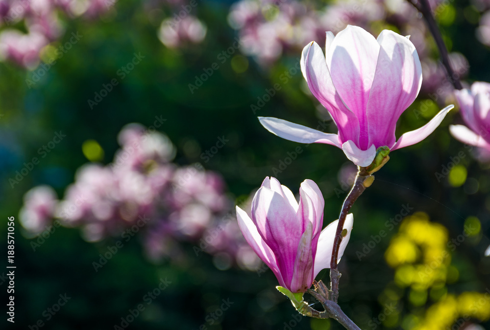 beautiful spring background. Magnolia flowers closeup on a branch. blurred background of blossoming garden beautiful spring background. Magnolia flowers closeup on a branch. blurred background of blossoming garden