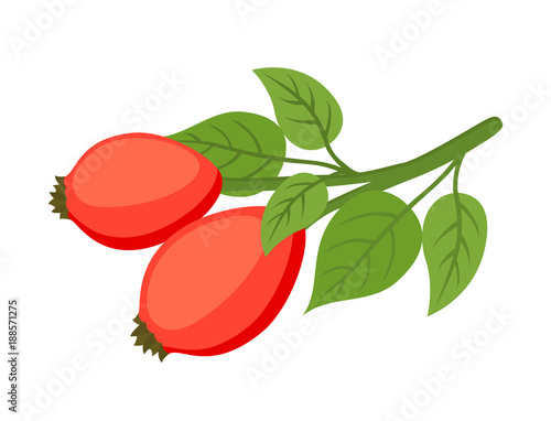 Vector rose hip, haw, medical herbal plant. Cartoon flat style
