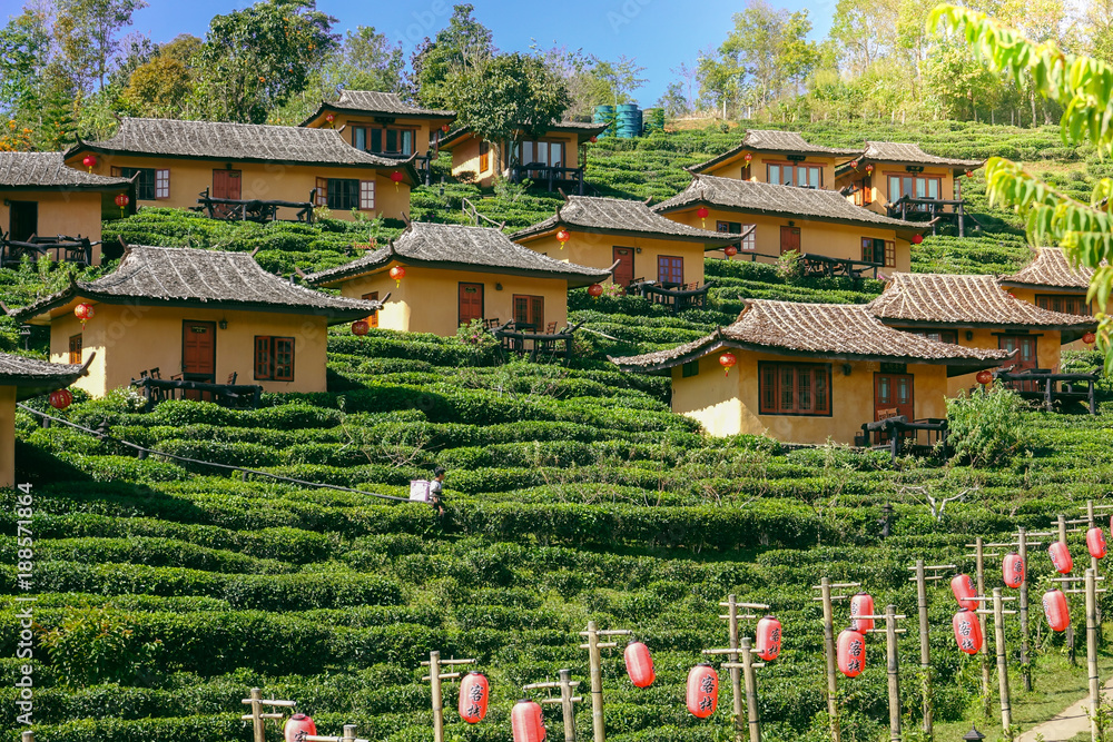 Naklejka premium Tea plantation Baan Rak Thai in Thailand