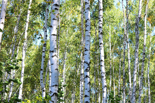 Fototapeta Naklejka Na Ścianę i Meble -  Birch trees with green leaves and white trunks in summer in birch grove