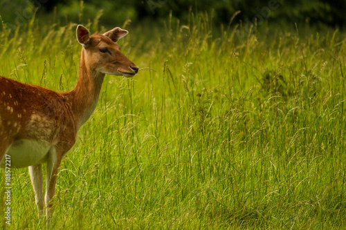 Long shot of a single deer standing alone in an open meadow