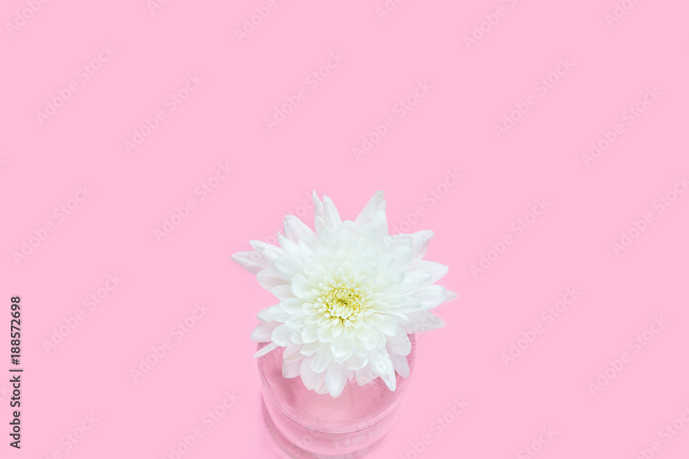 White Chrysanthemum flowers in clear glass bottle on cute sweet pink background with copy space for text, logo, wordings decoration, innocent white love for wedding party, mother day, valentine's day