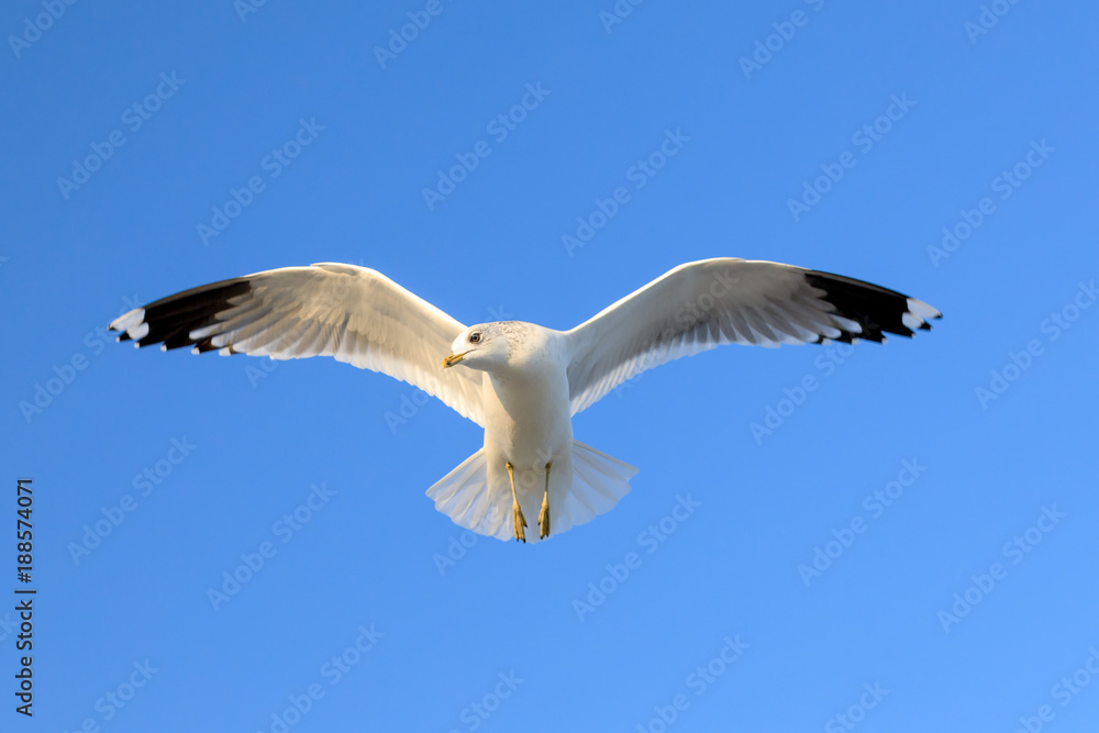 closeup of a flying seagull (laridae) closeup of a flying seagull (laridae)