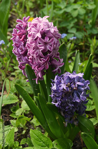 Springtime with pink and purple Hyacinths  Hyacinthus  in a Berlin garden in front of green leaves  Germany
