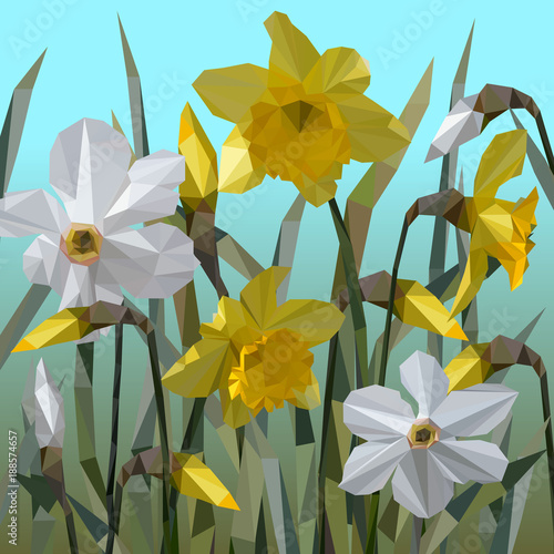  Vector of daffodil flowers isolated. photo