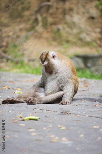 Monkeys of Monkey Hill Thailand 2 