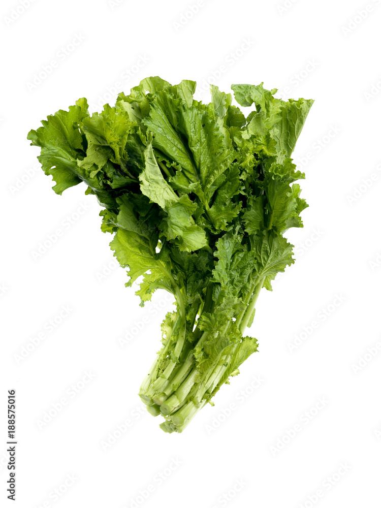 Obraz premium isolated lattuce salad