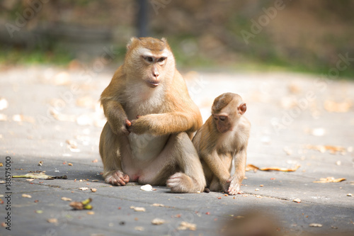Monkeys of Monkey Hill Thailand 2 
