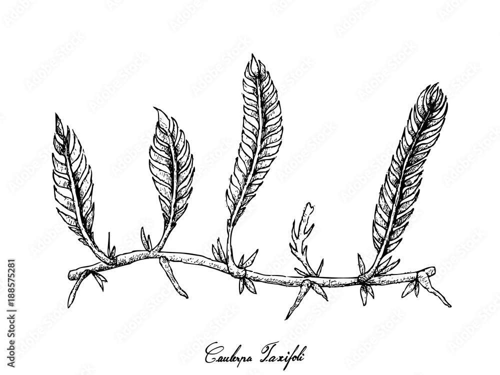 Hand Drawn of Caulerpa Taxifoli Seaweed on White Background Hand Drawn of Caulerpa Taxifoli Seaweed on White Background