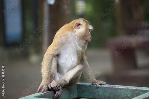 Monkeys of Monkey Hill Thailand 2  © sion