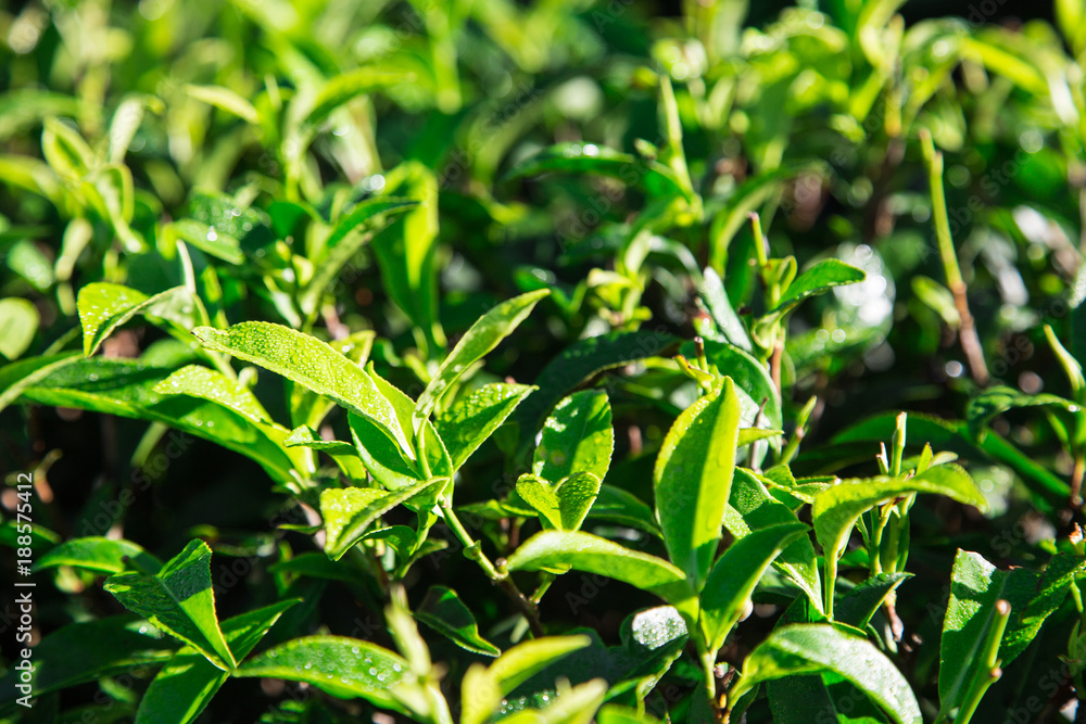 Fototapeta premium Green tea leaves in a tea plantation in morning. closeup green tea leaves