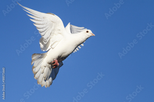 beautiful white doves on the blue sky