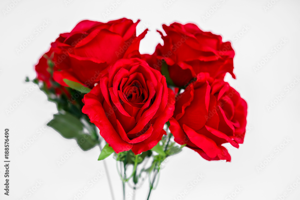 Rose - Flower, Backgrounds, Beauty, Close-up, Colors Rose - Flower, Backgrounds, Beauty, Close-up, Colors