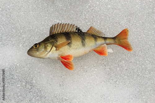 large bass are caught on lures is on the ice