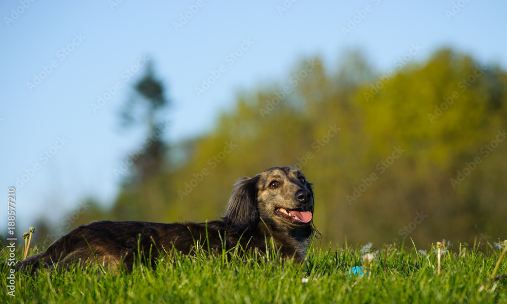 Brindle Miniature Dacshshund dog outdoor portrait lying in grass field