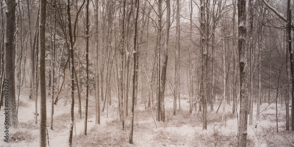 Tree Trunks in Snow Tree Trunks in Snow