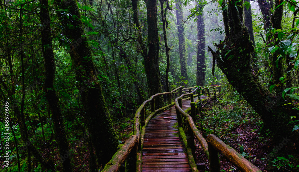 trail bridge walking way at Nation park in mountain evergreen forest trail bridge walking way at Nation park in mountain evergreen forest
