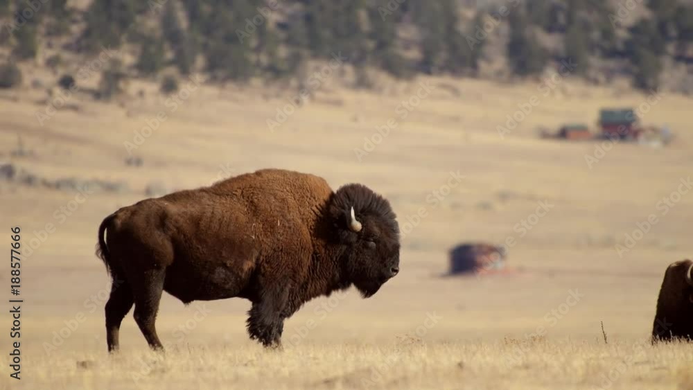 Colorado Landscape with Bison Herds on the Prairie Colorado Landscape with Bison Herds on the Prairie