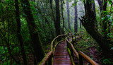 trail bridge walking way at Nation park in mountain evergreen forest