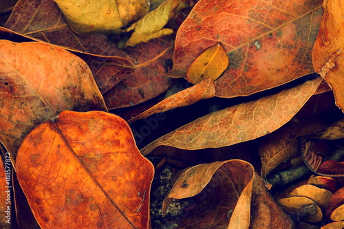 Canvas Print orange leaves