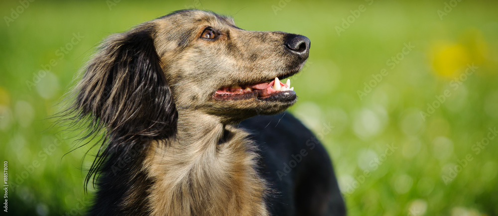 Fototapeta premium Brindle Miniature Dachshund dog outdoor portrait