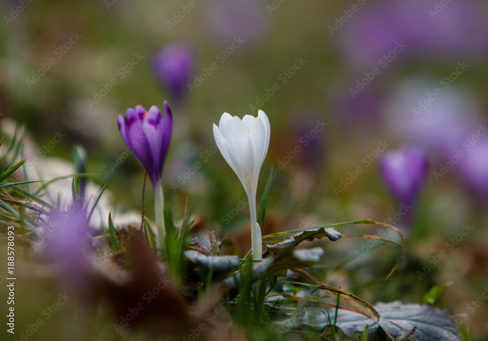 Fototapeta premium Crocus flowers bloom in the forest in Transcarpathia, Ukraine