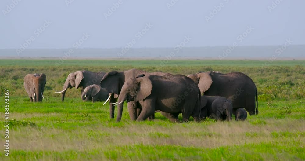 Herd Of Elephants In Swamp; Amboseli & Just Outside; Amboseli, Kenya, Africa Herd Of Elephants In Swamp; Amboseli & Just Outside; Amboseli, Kenya, Africa