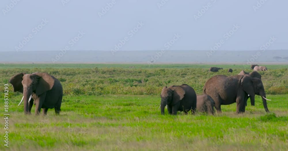 Herd Of Elephants In Swamp; Amboseli & Just Outside; Amboseli, Kenya, Africa Herd Of Elephants In Swamp; Amboseli & Just Outside; Amboseli, Kenya, Africa