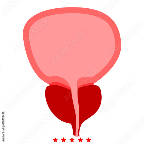 The prostate gland and bladder icon Illustration color fill style