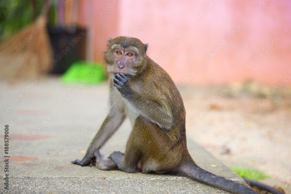 Monkeys of Monkey Hill Thailand 3 