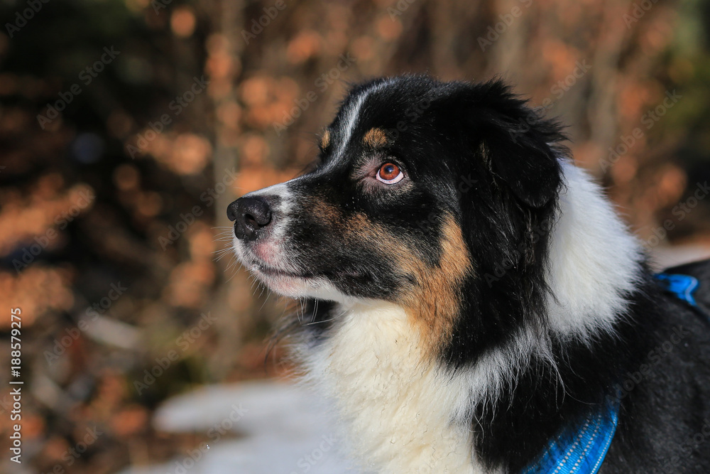 Australian shepherd portrait