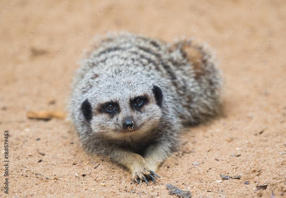 Fototapeta premium Slender Tailed Meerkat Portrait