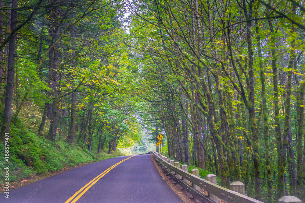 Fototapeta premium Fall Foliage on the road of Oregon