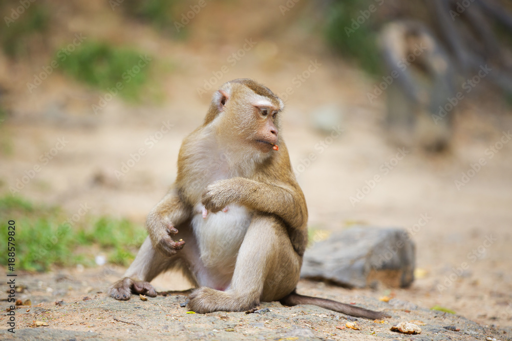 Monkeys of Monkey Hill Thailand 3 Monkeys of Monkey Hill Thailand 3