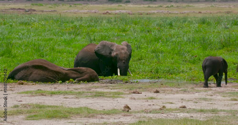 Young African Elephants Sparring In Water; Amboseli Day 2; Amboseli, Kenya, Africa Young African Elephants Sparring In Water; Amboseli Day 2; Amboseli, Kenya, Africa