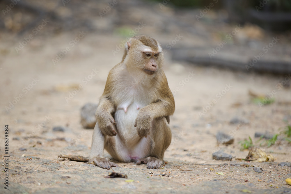 Monkeys of Monkey Hill Thailand 3 Monkeys of Monkey Hill Thailand 3