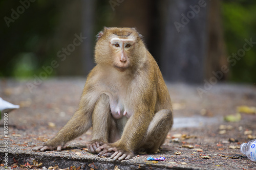 Monkeys of Monkey Hill Thailand 3  © sion