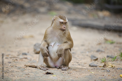 Monkeys of Monkey Hill Thailand 3 