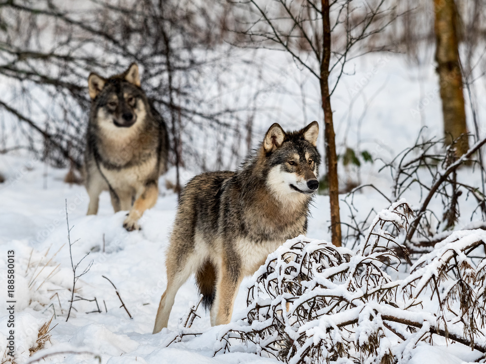 Two gray wolfs, Canis lupus, standing in snowy winter forest. Two gray wolfs, Canis lupus, standing in snowy winter forest.