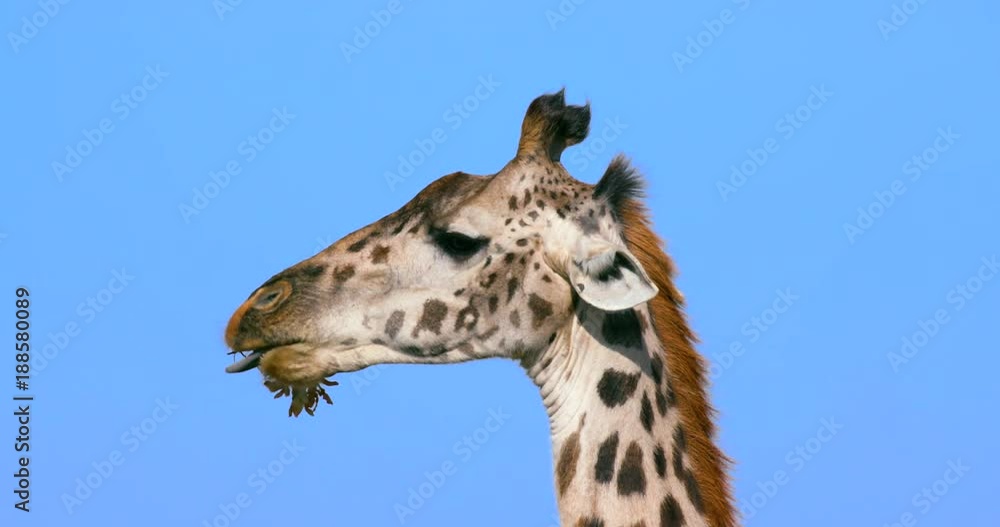 Masai Giraffe Chewing Stick; Maasai Mara 7 Sept 16 Am; Maasai Mara, Kenya, Africa Masai Giraffe Chewing Stick; Maasai Mara 7 Sept 16 Am; Maasai Mara, Kenya, Africa