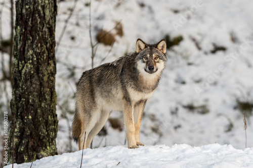 Gray wolf, Canis lupus, standing in a snowy winter forest. © Lillian